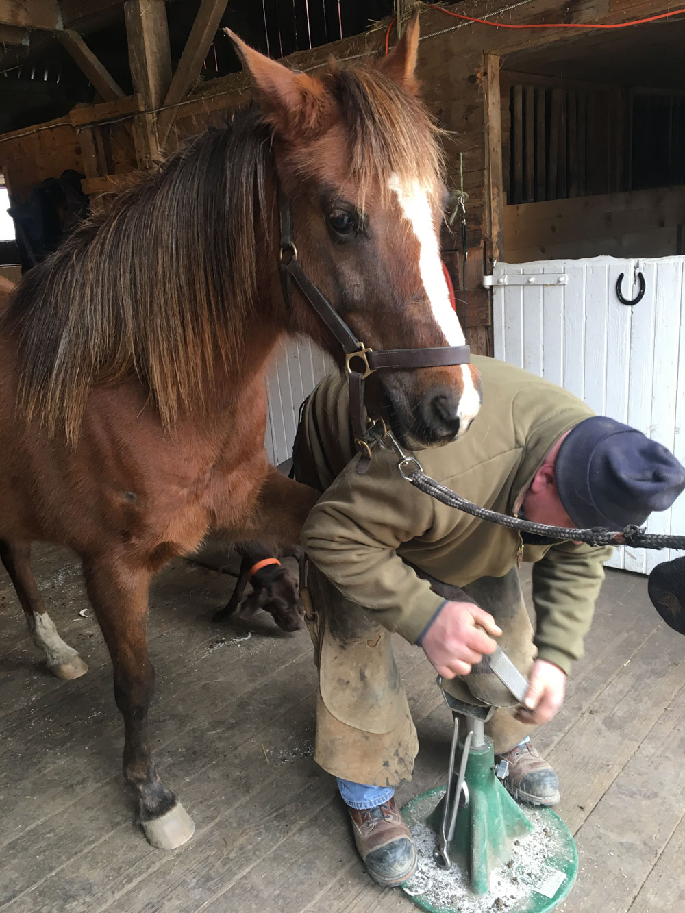 Pay to have a horse's feet trimmed