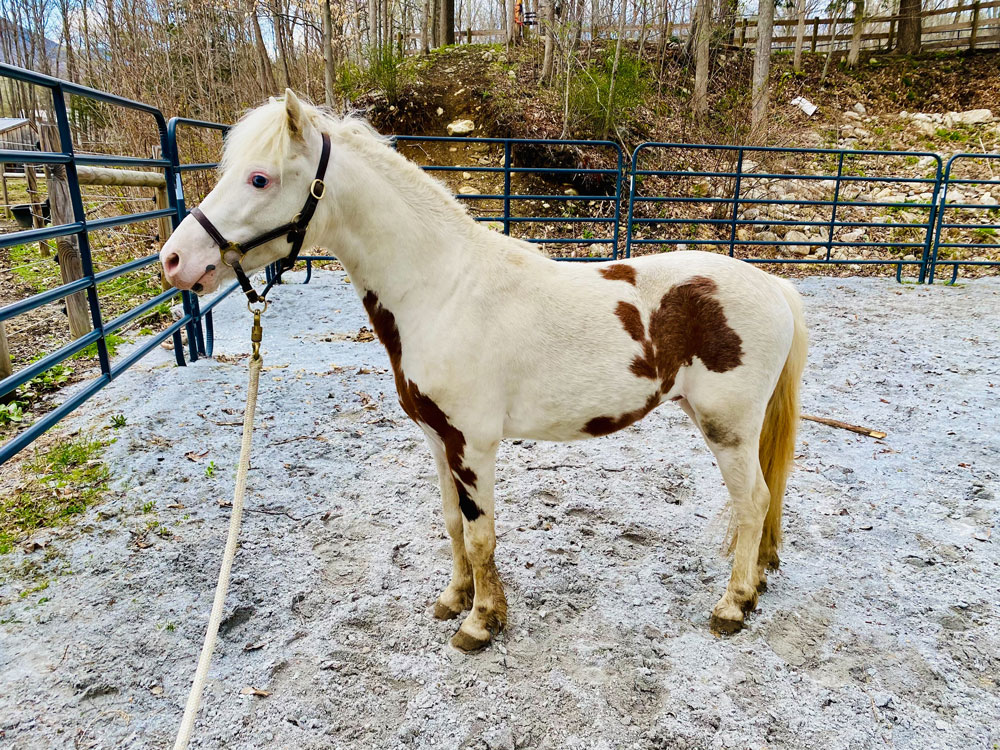 Miniature horse available for adoption