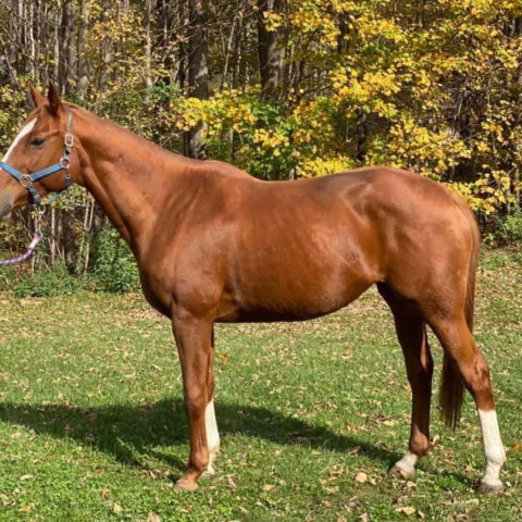 faith horse available for adoption