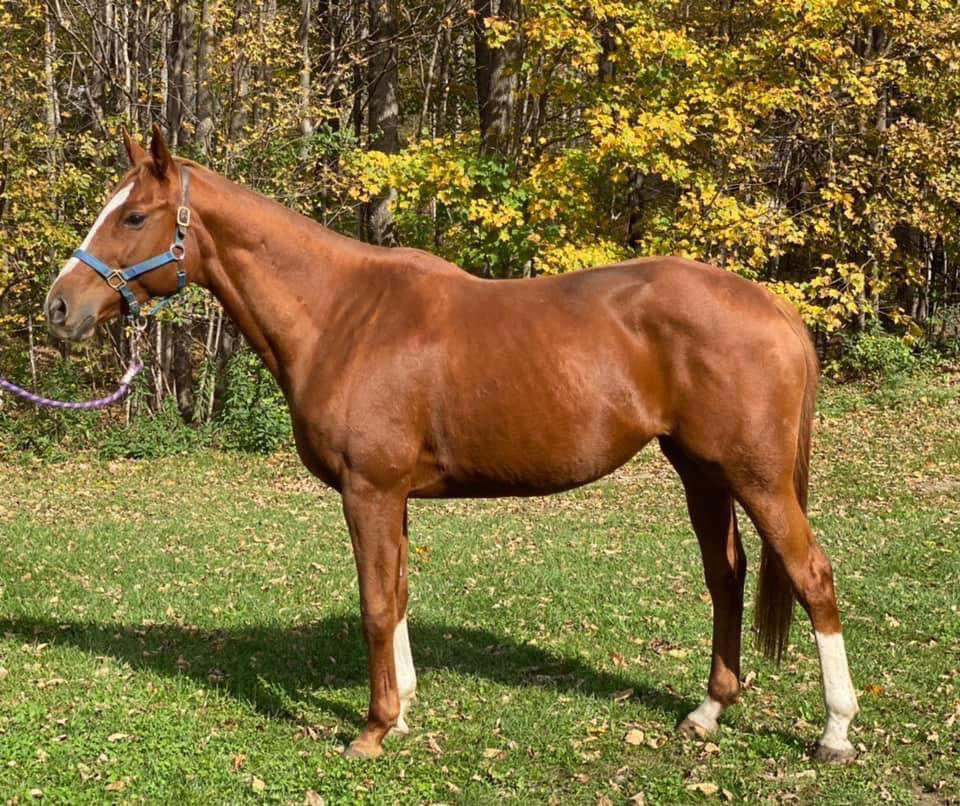 faith horse available for adoption