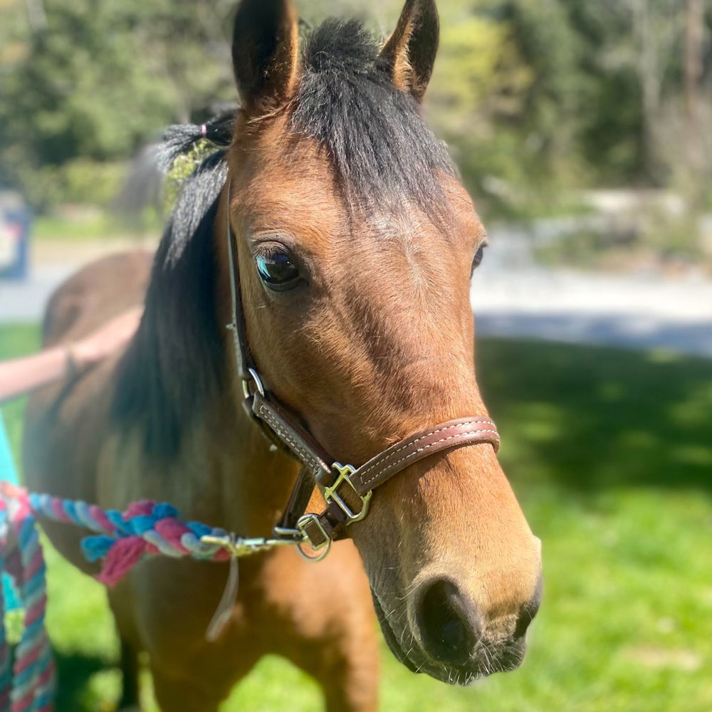Iryna horse available for adoption
