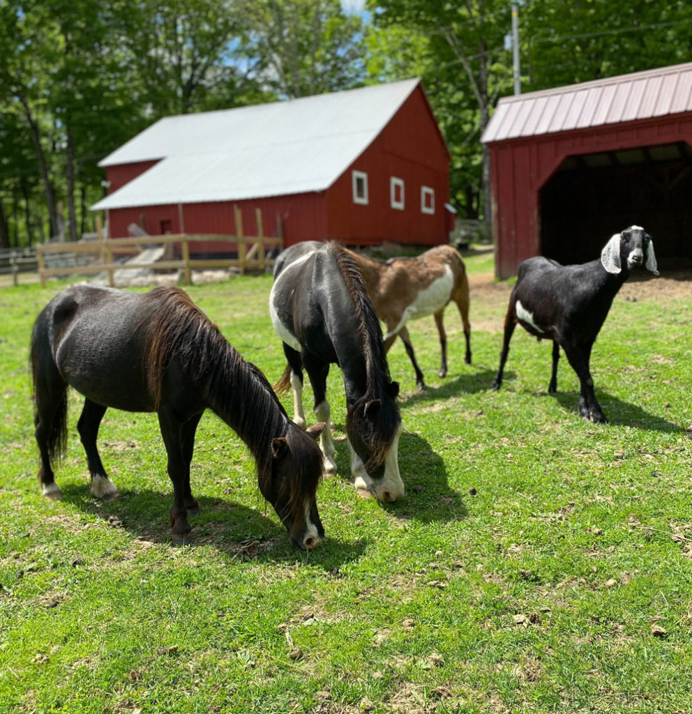 miniature horses available for adoption