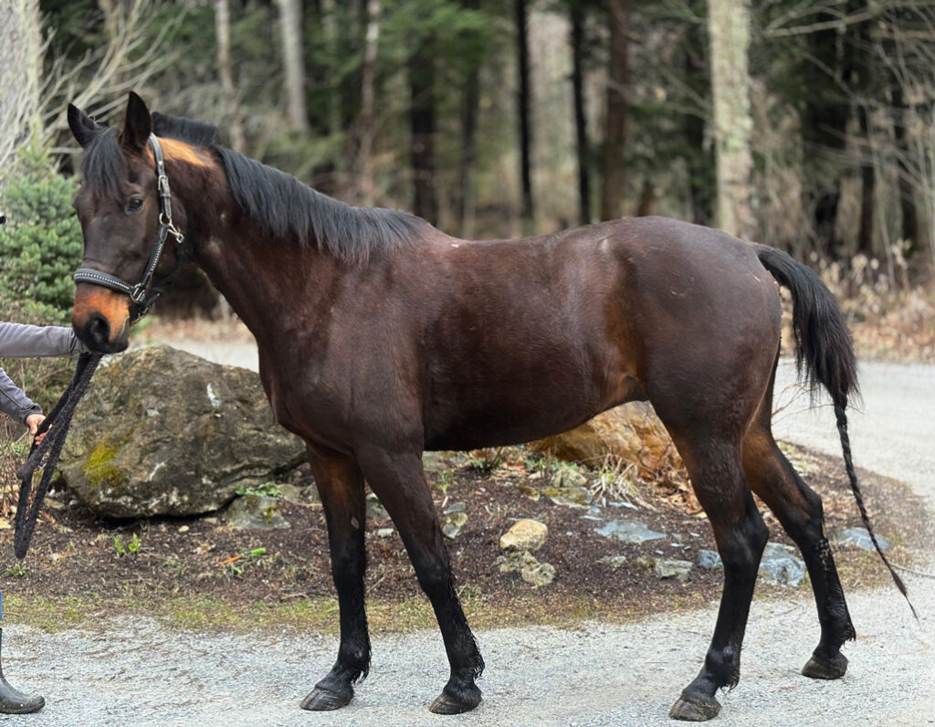 Tech is ready for adoption - side view of horse