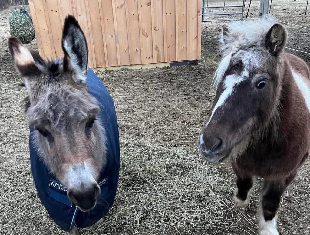 Shelby and Spice in paddock