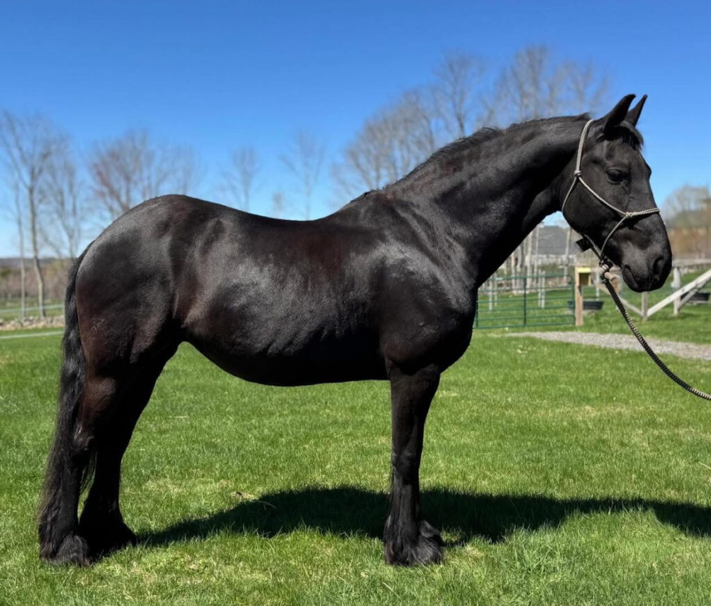 Panike is now available for adoption