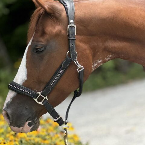 madison horse for adoption