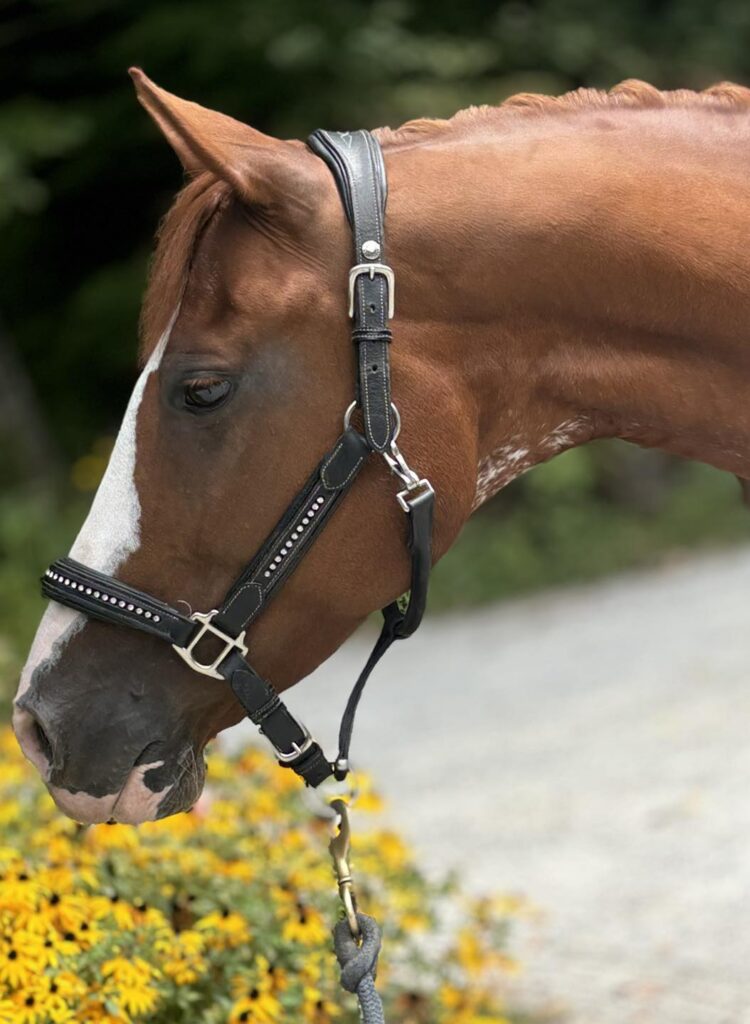 madison horse for adoption