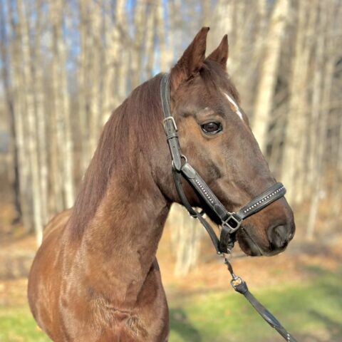 Wick is up for adoption