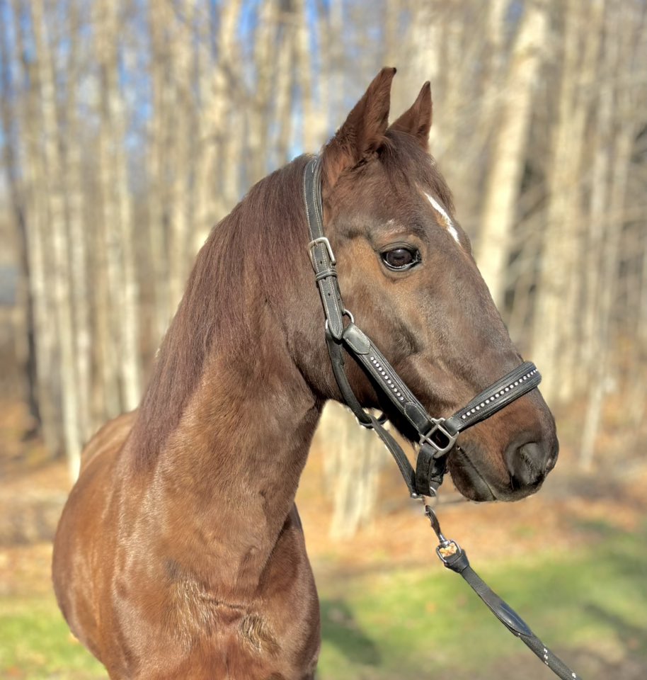 Wick is up for adoption