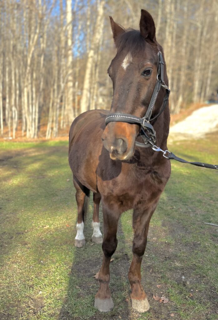 Wick is up for adoption - head shot