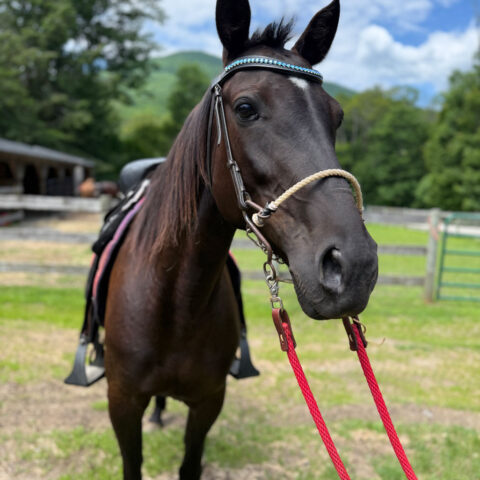 Eve is available for adoption - facing front