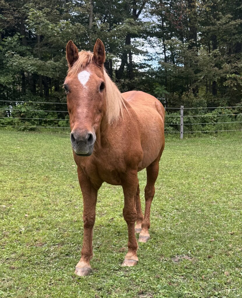 Hank is available for adoption