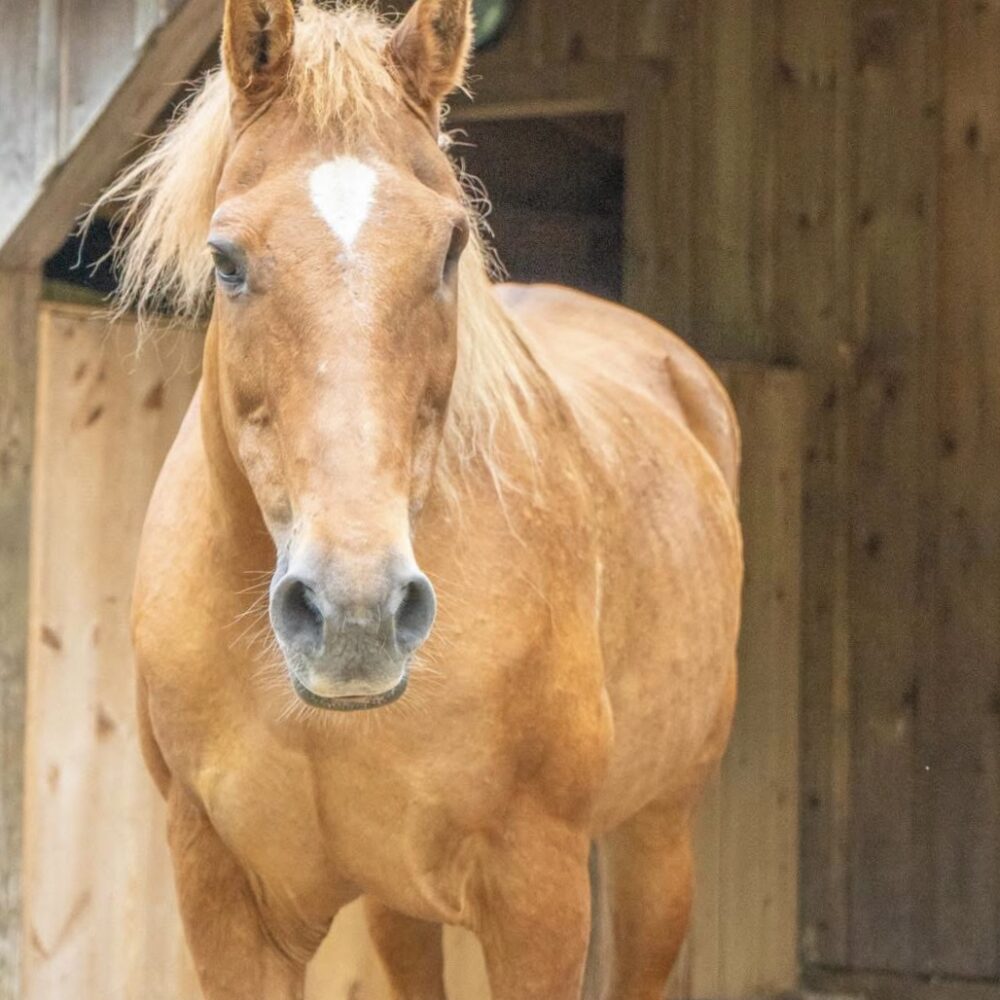 Hank is available for adoption