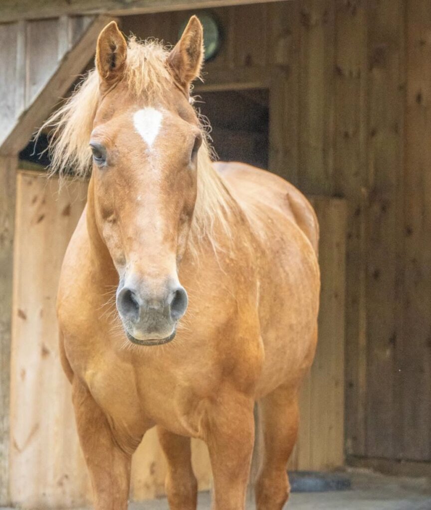 Hank is available for adoption