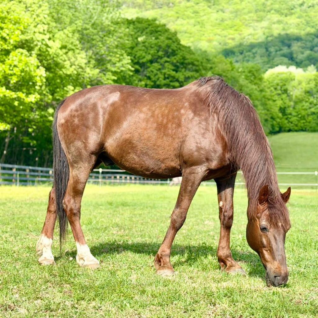 Wick eating grass